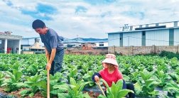 烤烟生长旺 烟农管护忙